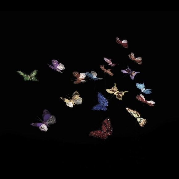 Meet your Posher, Kitka - Picture 9 of 9